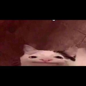 Meet your Posher, Jesus